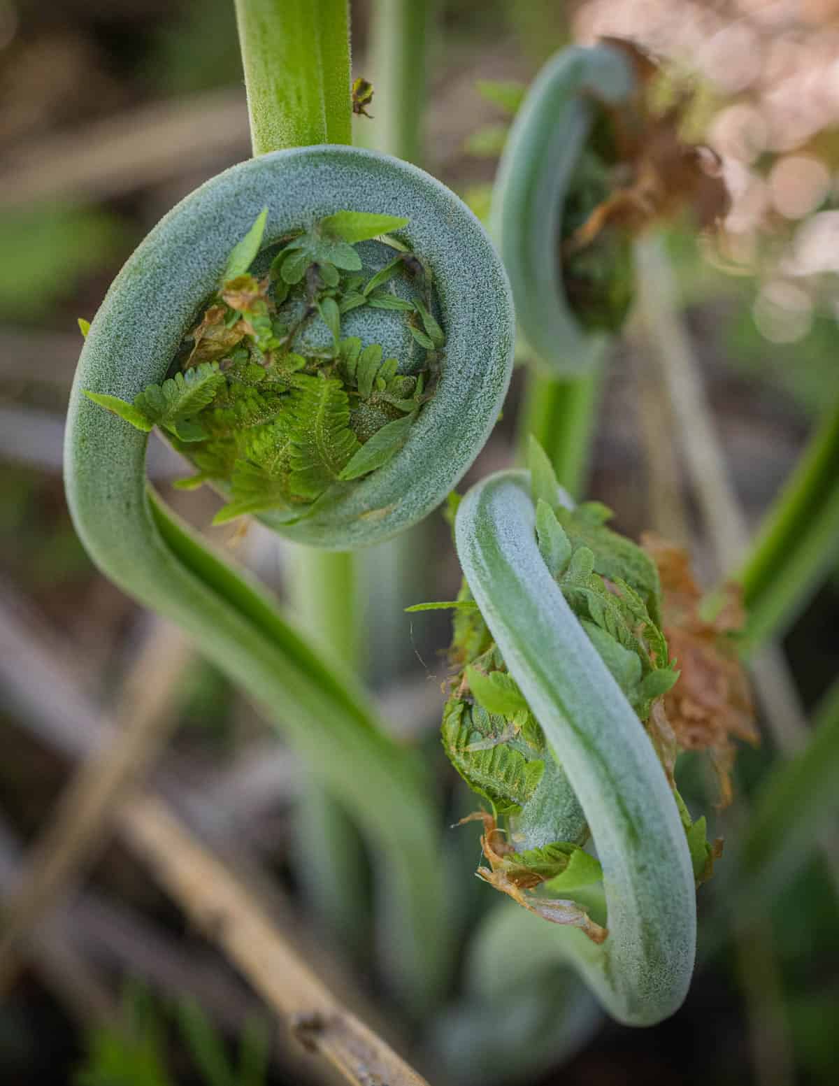 Close up image of young edible ostrich ferns Matteuccia struthiopteris