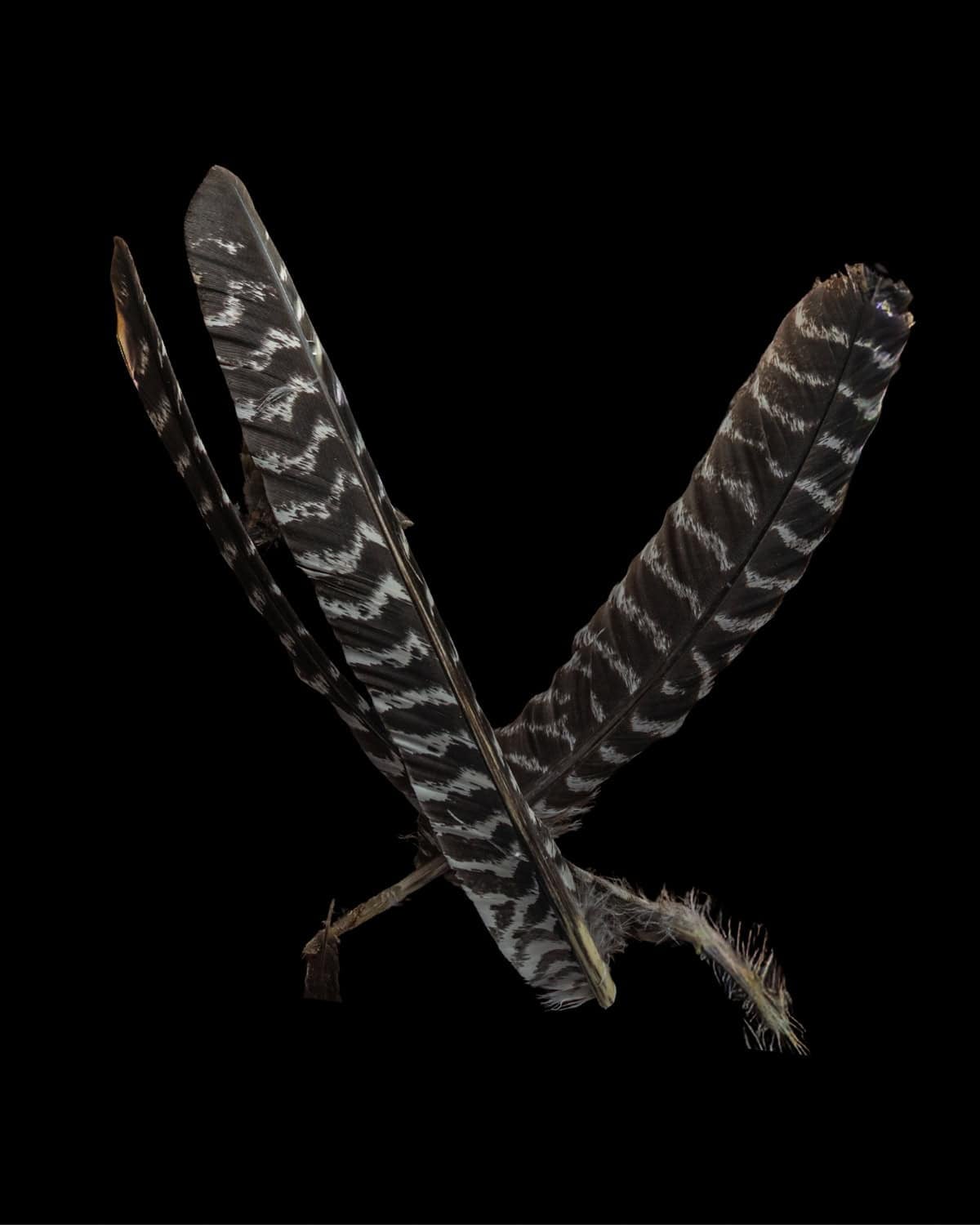 Wild turkey feathers on a black background.
