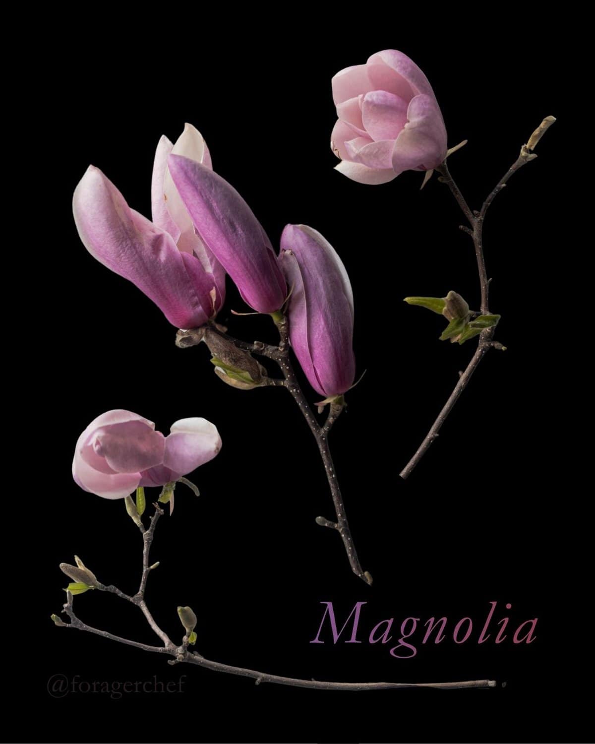 Edible magnolia flowers on the branch with buds on a black background with the word magnolia in the corner like a botanical style image.