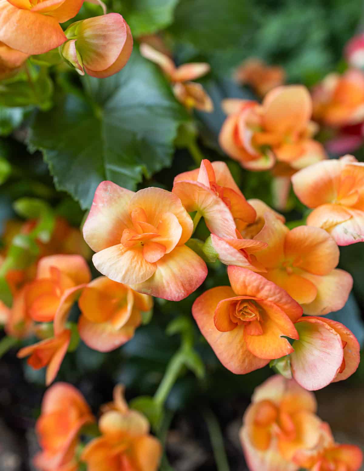 A close up image of orange tuberous begonias growing in a garden.