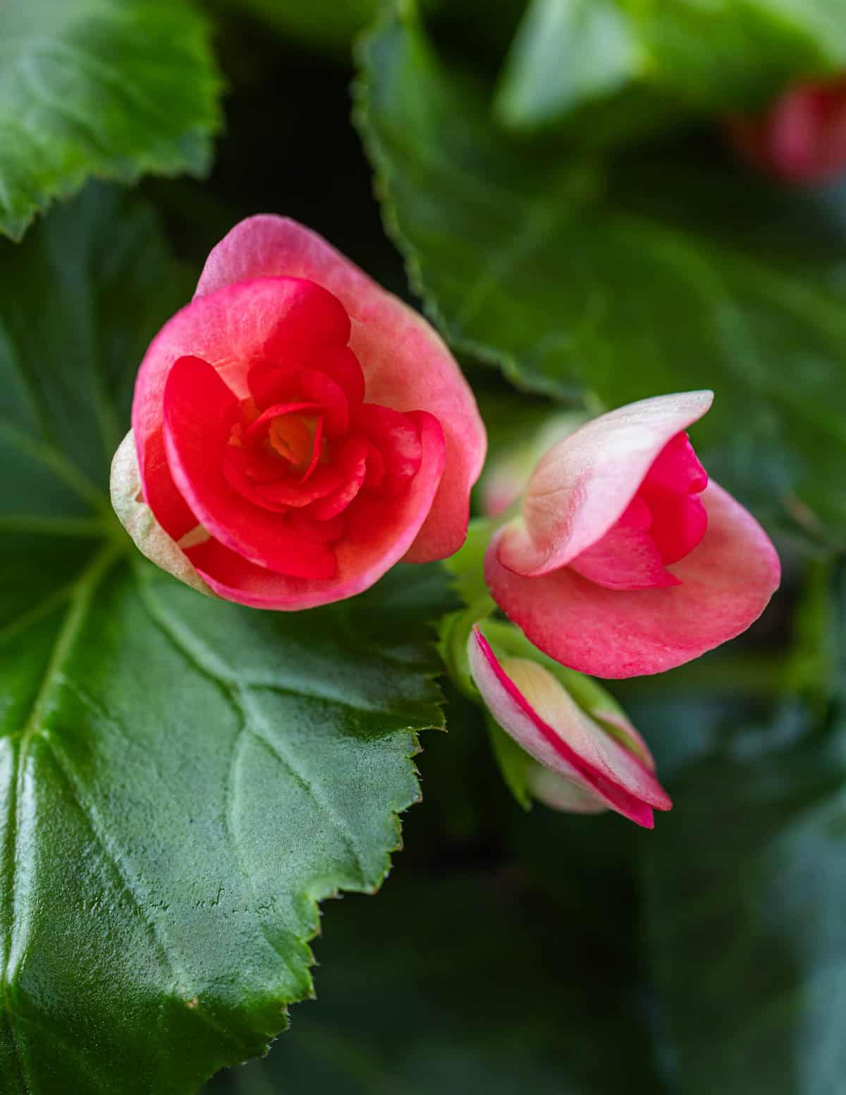 A close up image of pink tuberous begonia flowers.