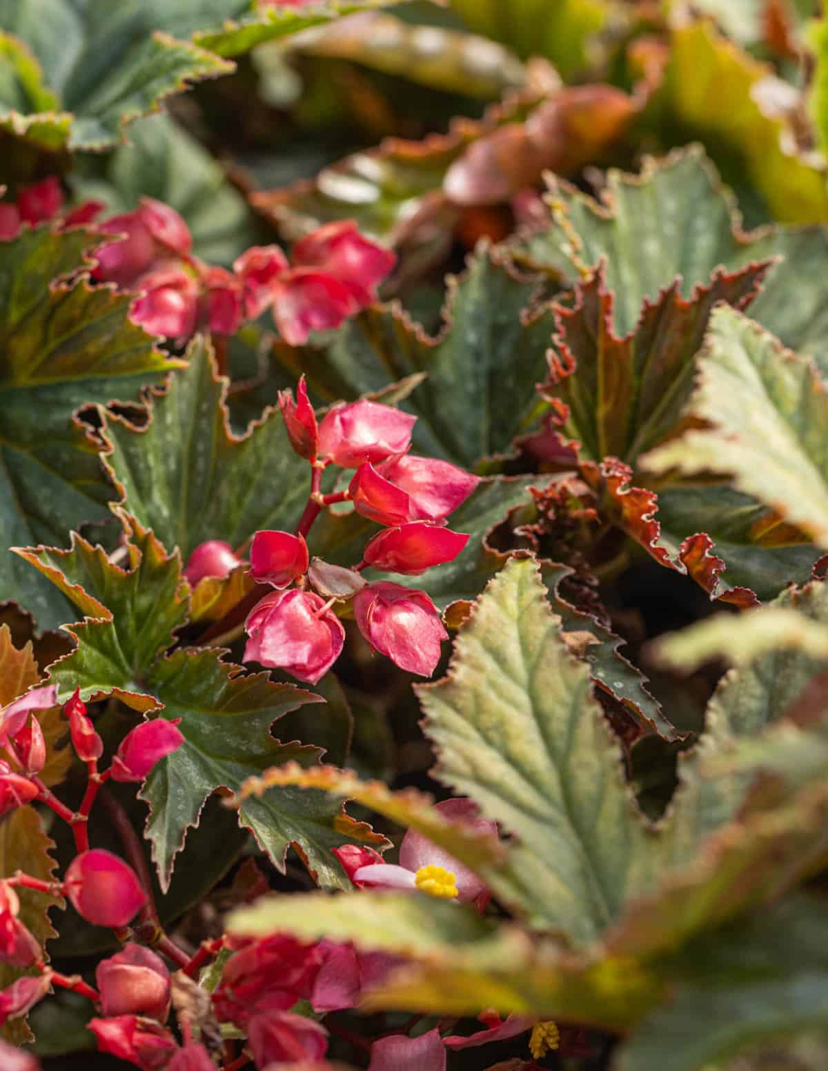Polka dot begonias at the Tangletown Garden Farm near Plato, MN.