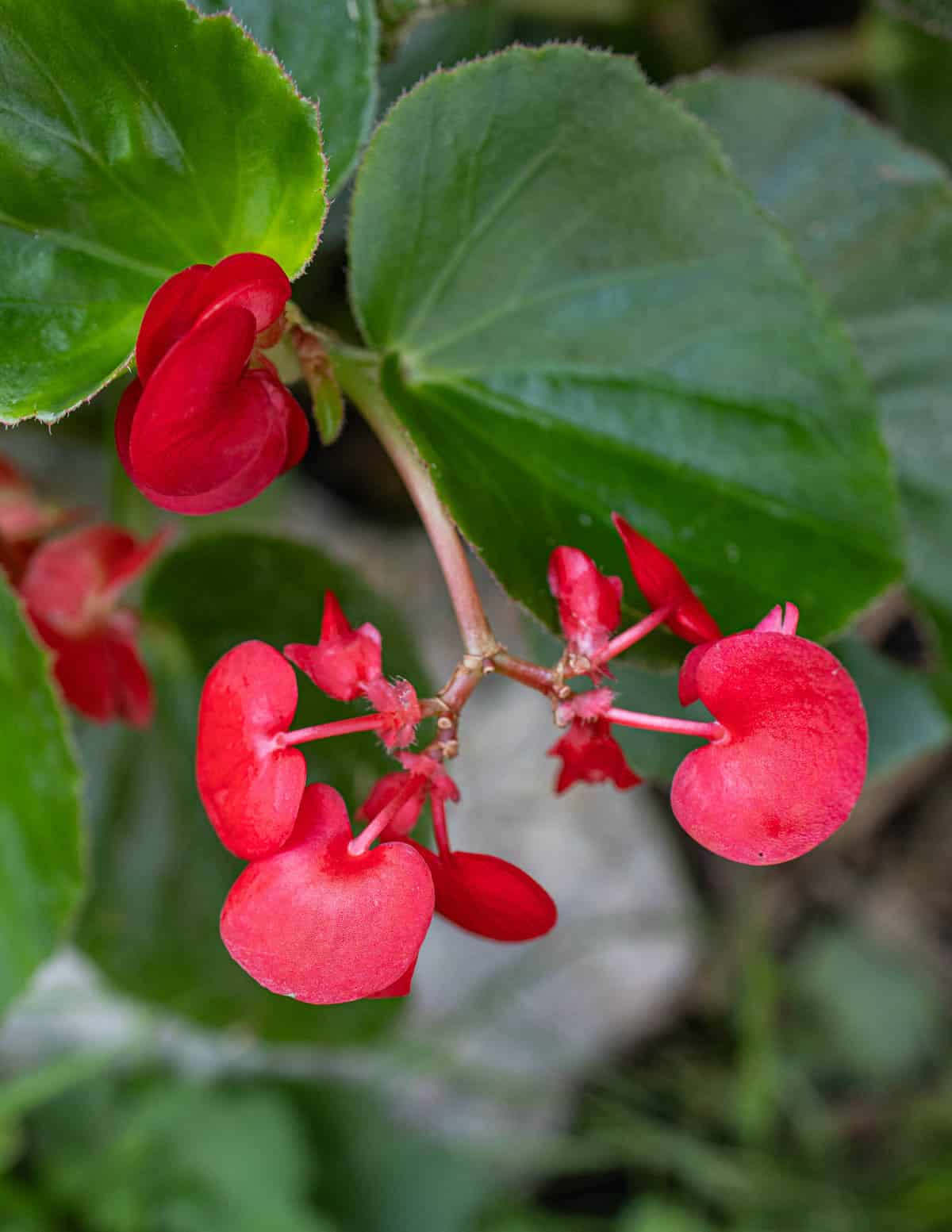 Unopened red begonia flowers at a perfect stage for eating.