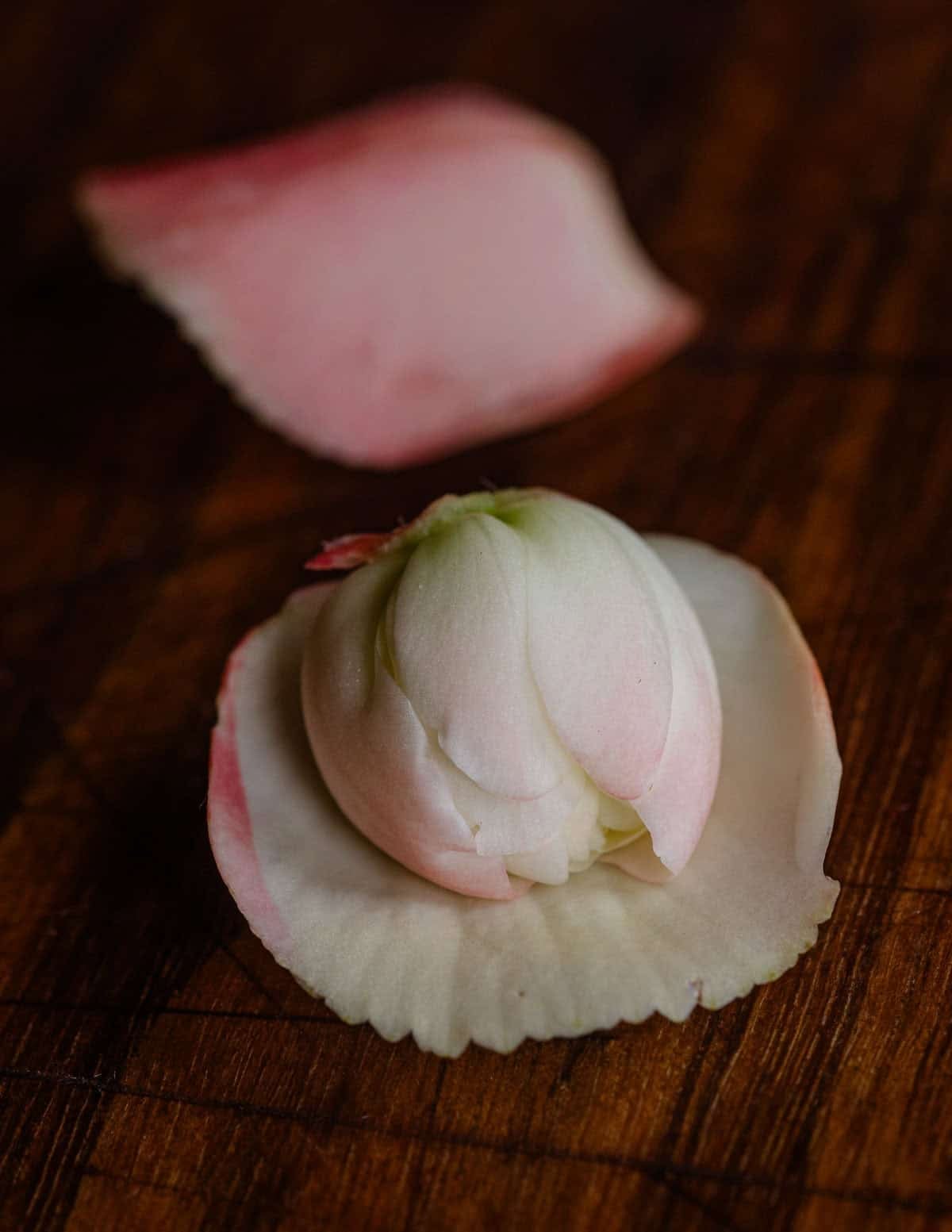 A fragrant peach falls begonia blossom pulled apart to show the multiple layers of petals surrounding the unopened blossom.