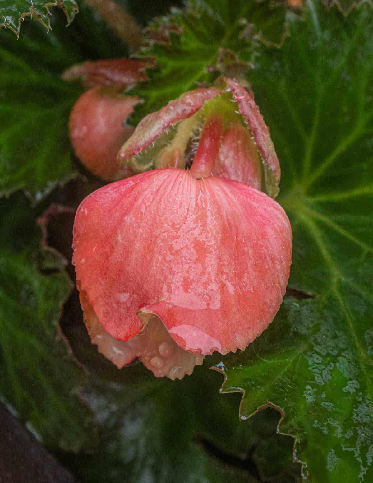 A close up image of a fragrant peach begonia flower.