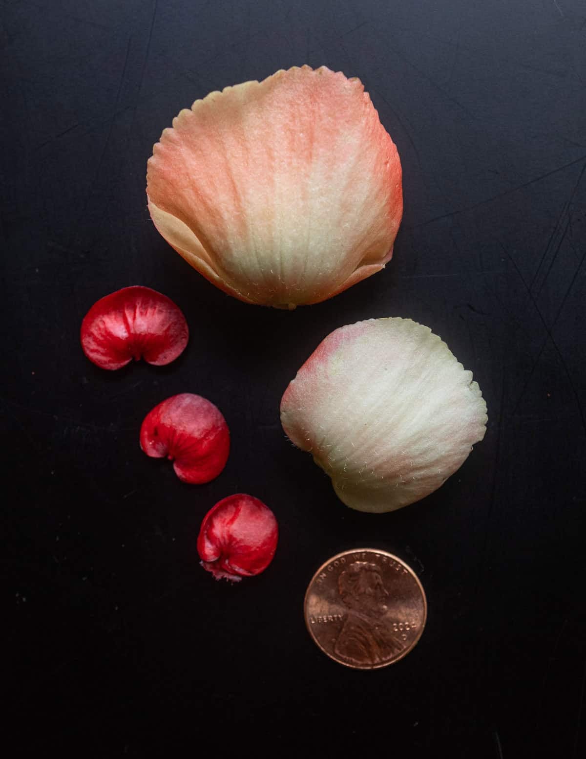 Fragrant peach Tuberous begonia flowers next to wax begonia flowers with a penny next to them to show the difference in size.