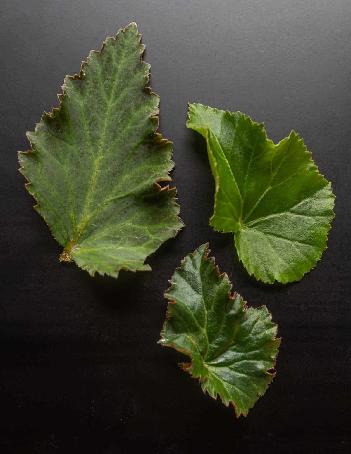 A close up image of three different begonia leaves showing their similarity to hibiscus leaves.