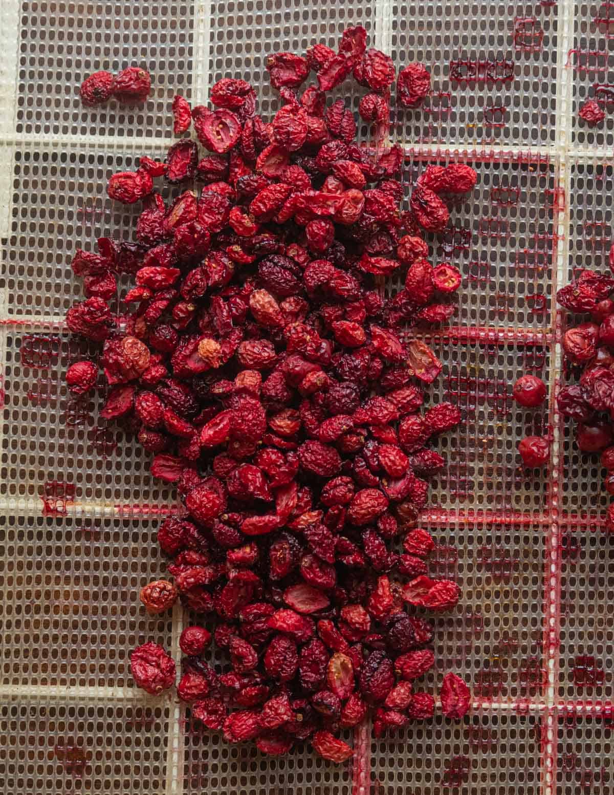 Dred fresh cranberries on a dehydrator tray.