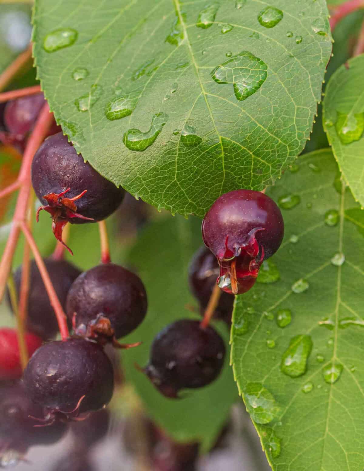 Fresh western serviceberry fruit growing on the shrub in June.