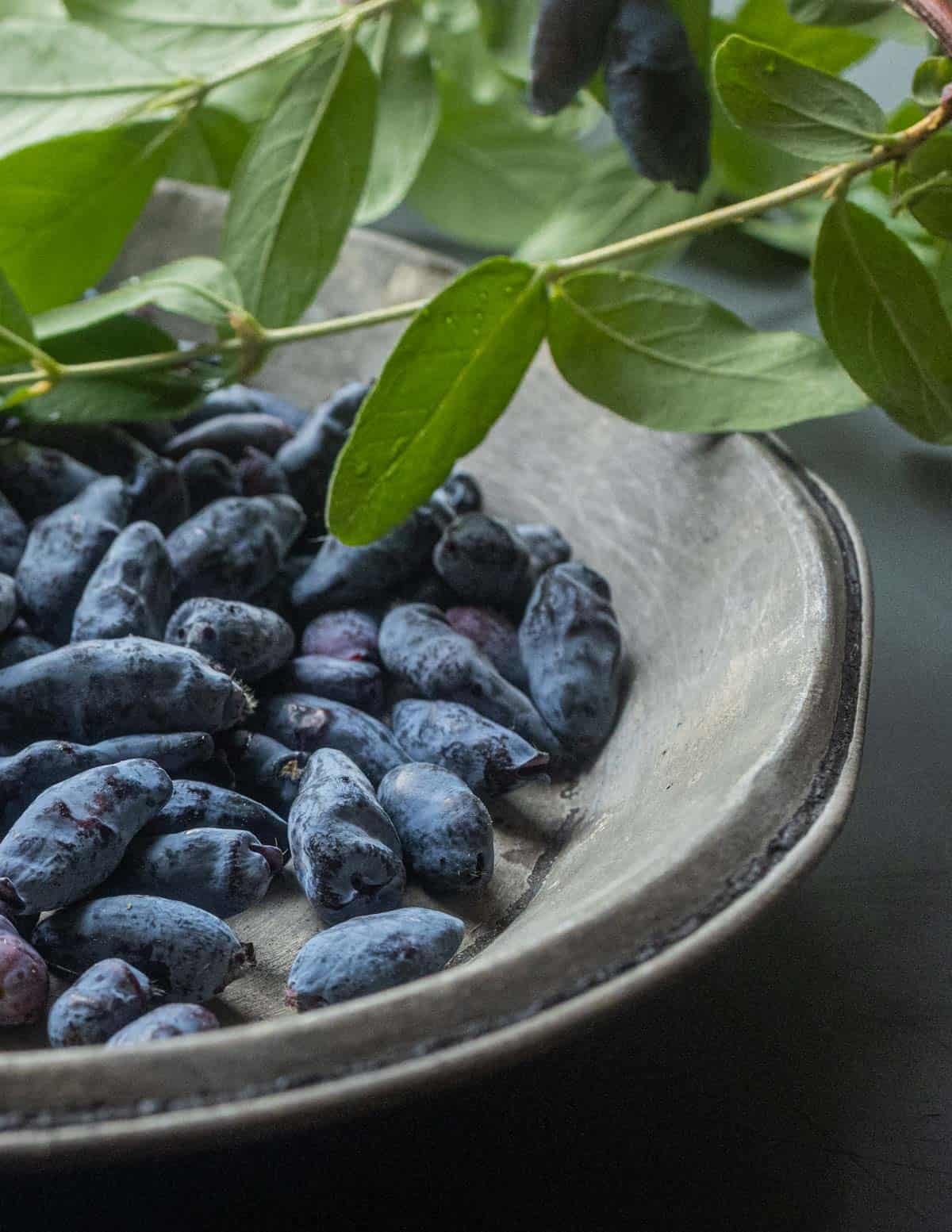A plate of fresh honeyberries or haskap berries with haskap berry leaves showing fruit in the background.