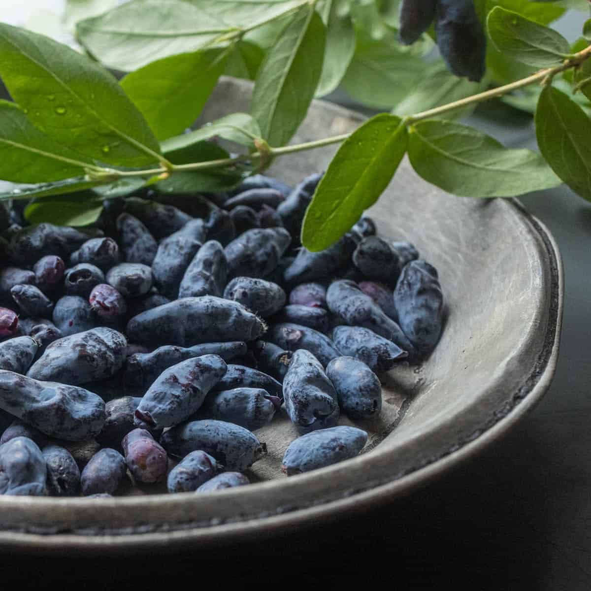 Honeyberries / Haskap Berry - Forager | Chef