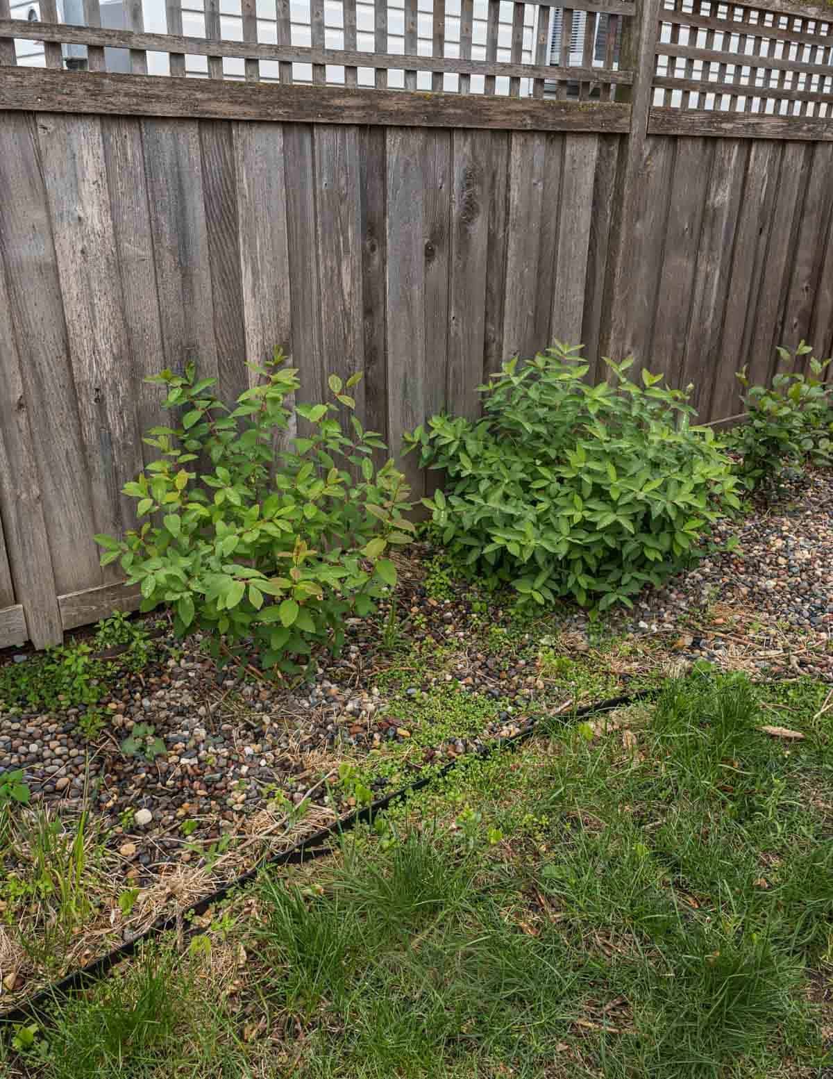 Two borealis honeyberry plants growing in a backyard near a fence in St. Paul.