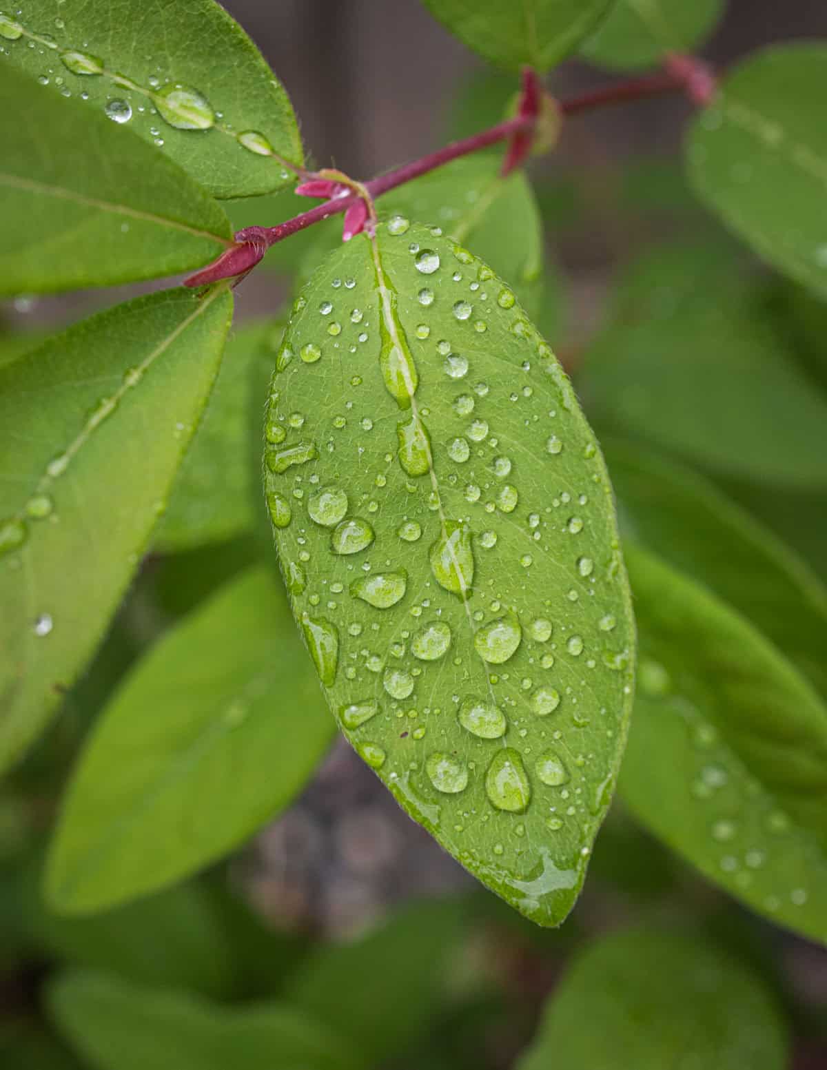 A close up image of honeyberry leaves showing their similarity to other honeysuckle leaves.