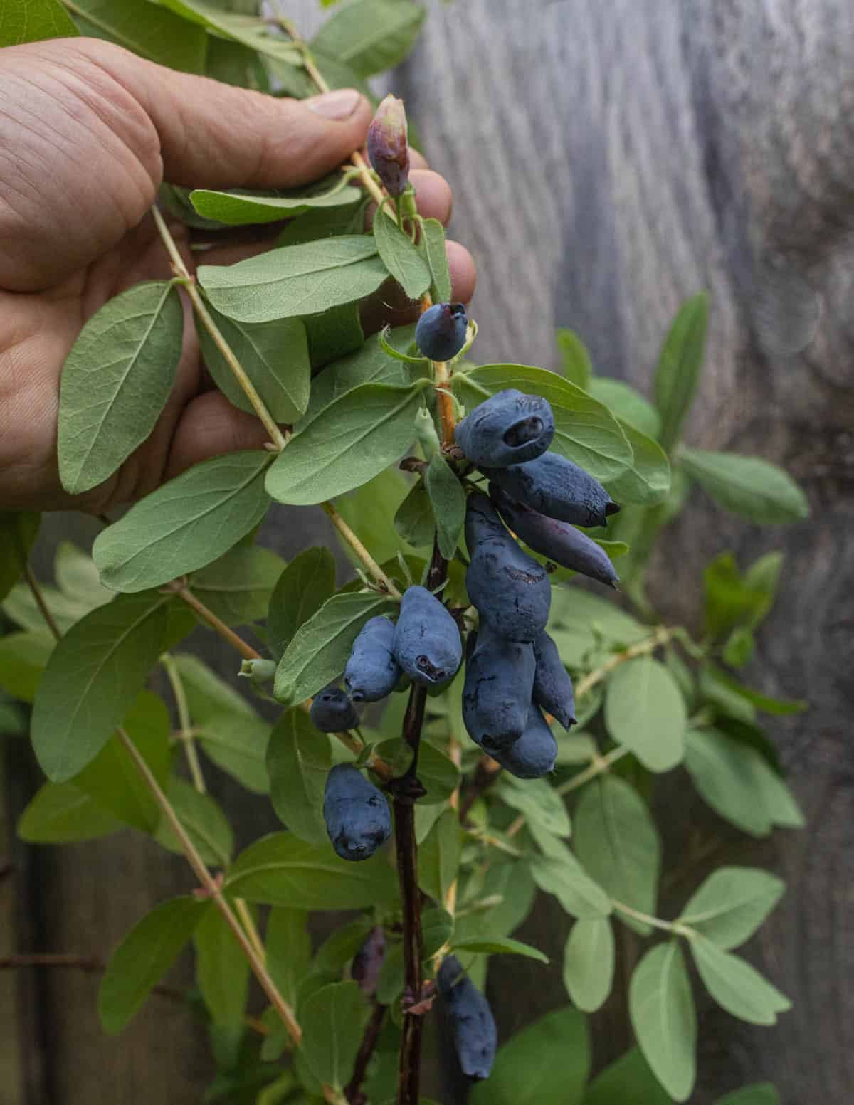A hand pulling back a branch of a honeyberry or haskap berry plant showing many ripe, elongated blue fruit.