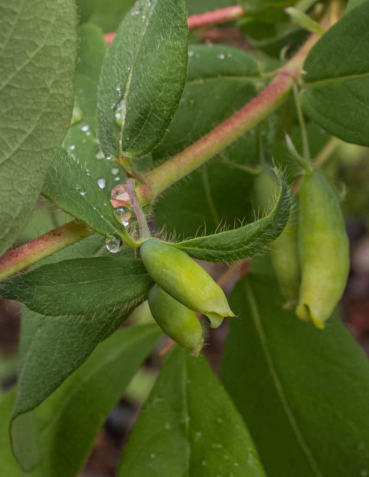 Small, unripe honeyberry fruit or haskap berries agrowing in May.