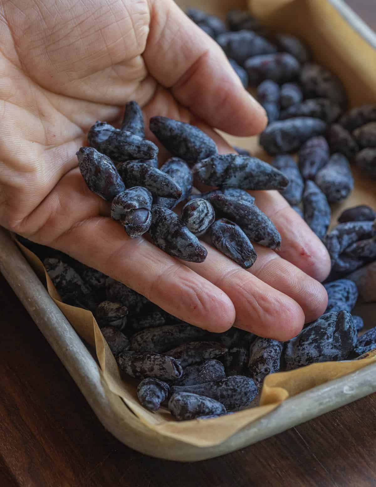 A hand holding frozen honey berries with a baking sheet of honeyberries in the background.