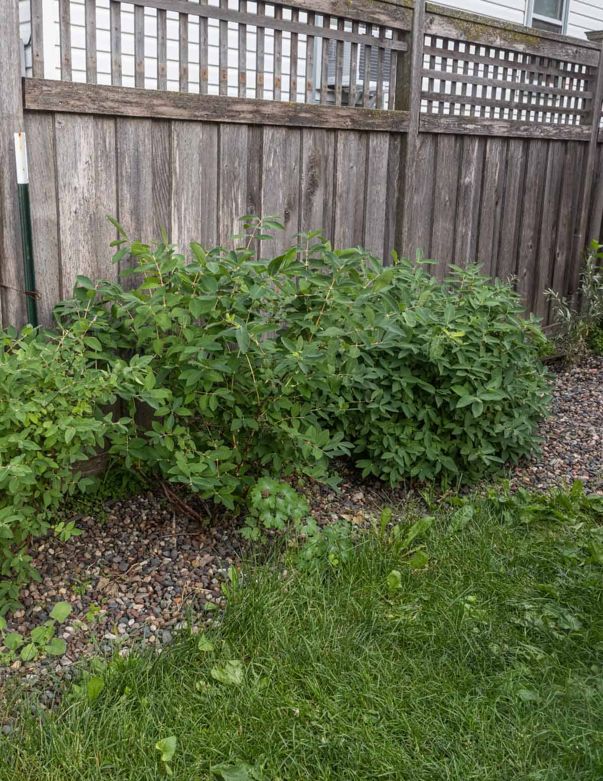 Two borealis honeyberry or haksap berry plants growing in a backyard near a fence showing a year's worth of growth.