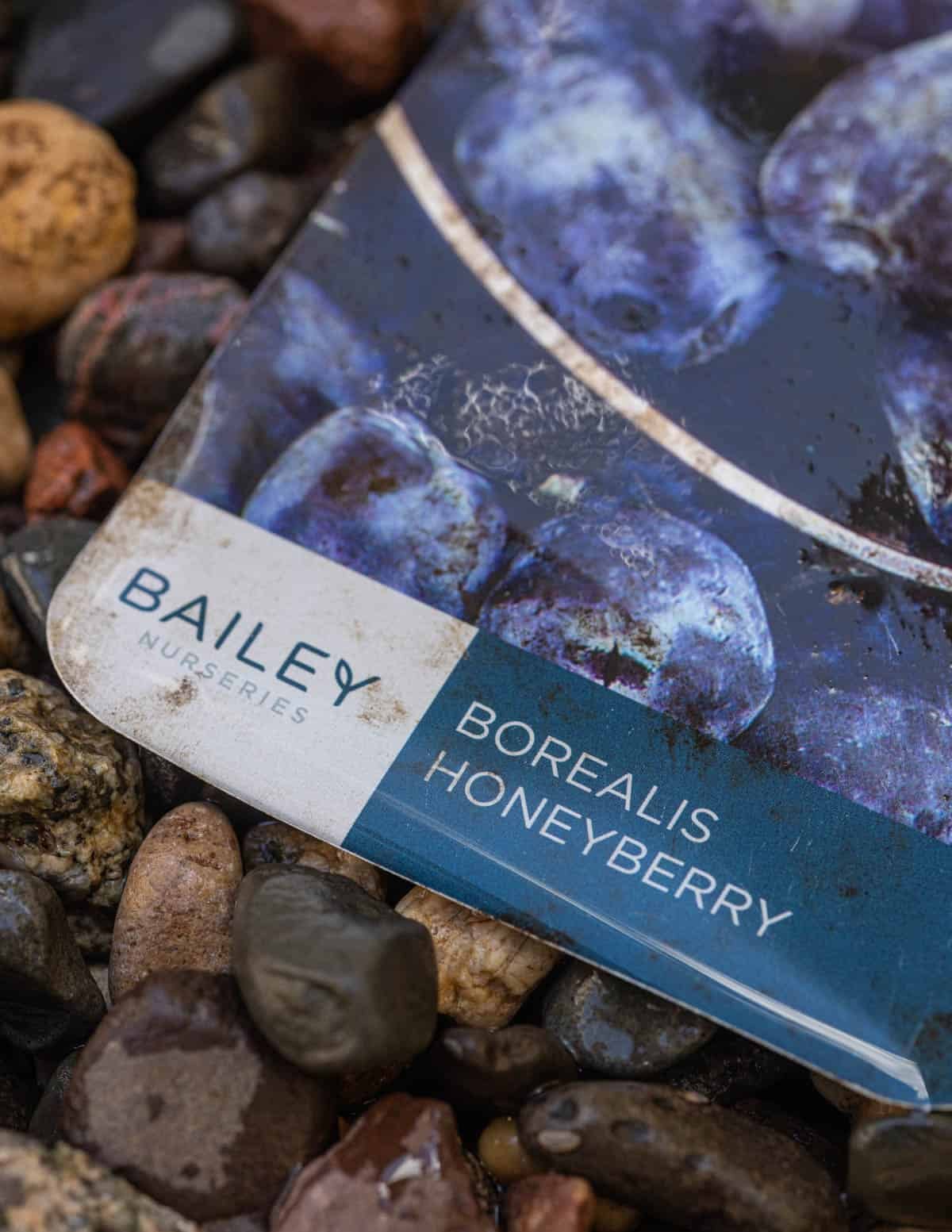 A close up image of a label from a honeyberry plant showing the name borealis honeyberry from Bailey Nursery.