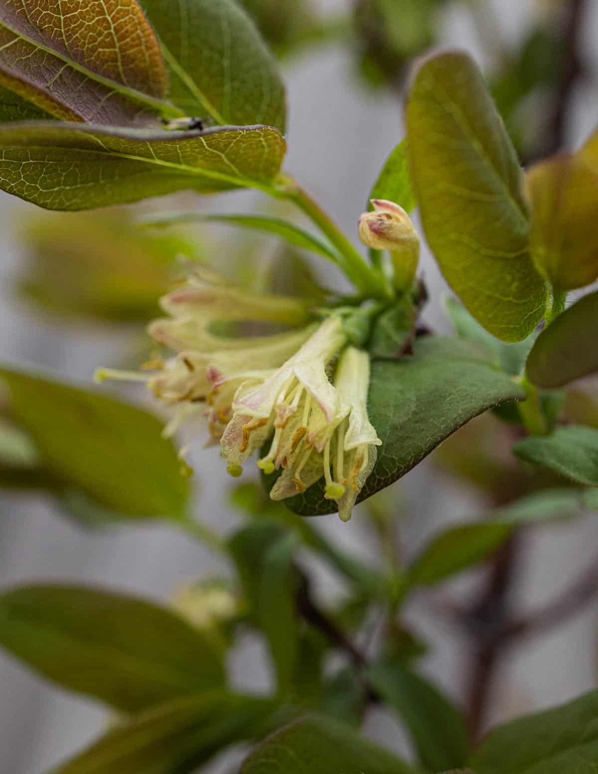 A close up image of Lonicera caerulea flowers showing their similarity to other honeysuckle flowers.