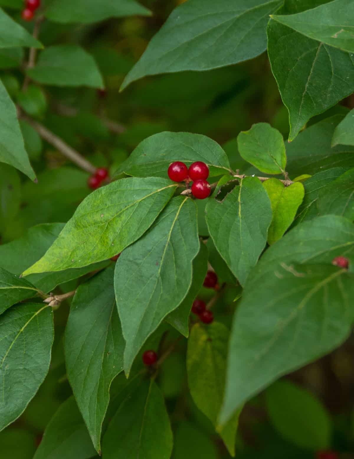 Amur honeysuckle (Lonicera mackii) showing red berries in autumn.