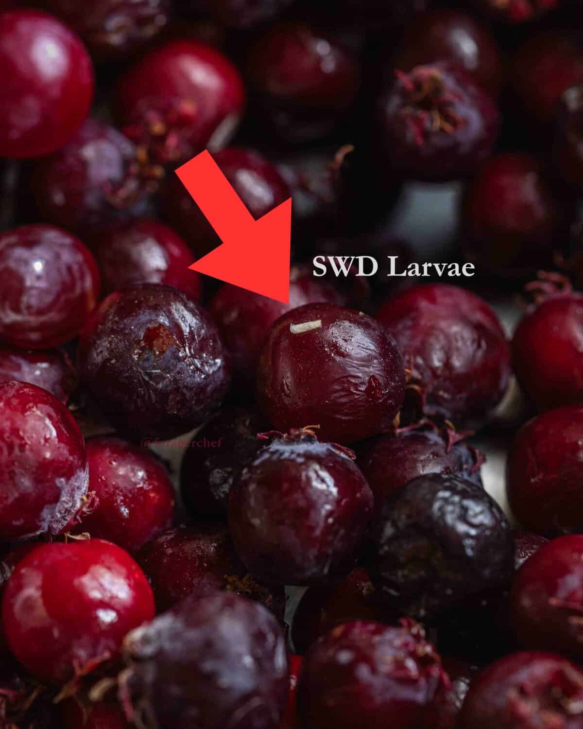 A close up image of ripe serviceberry fruit showing invasive fruit fly larvae crawling on the berries.