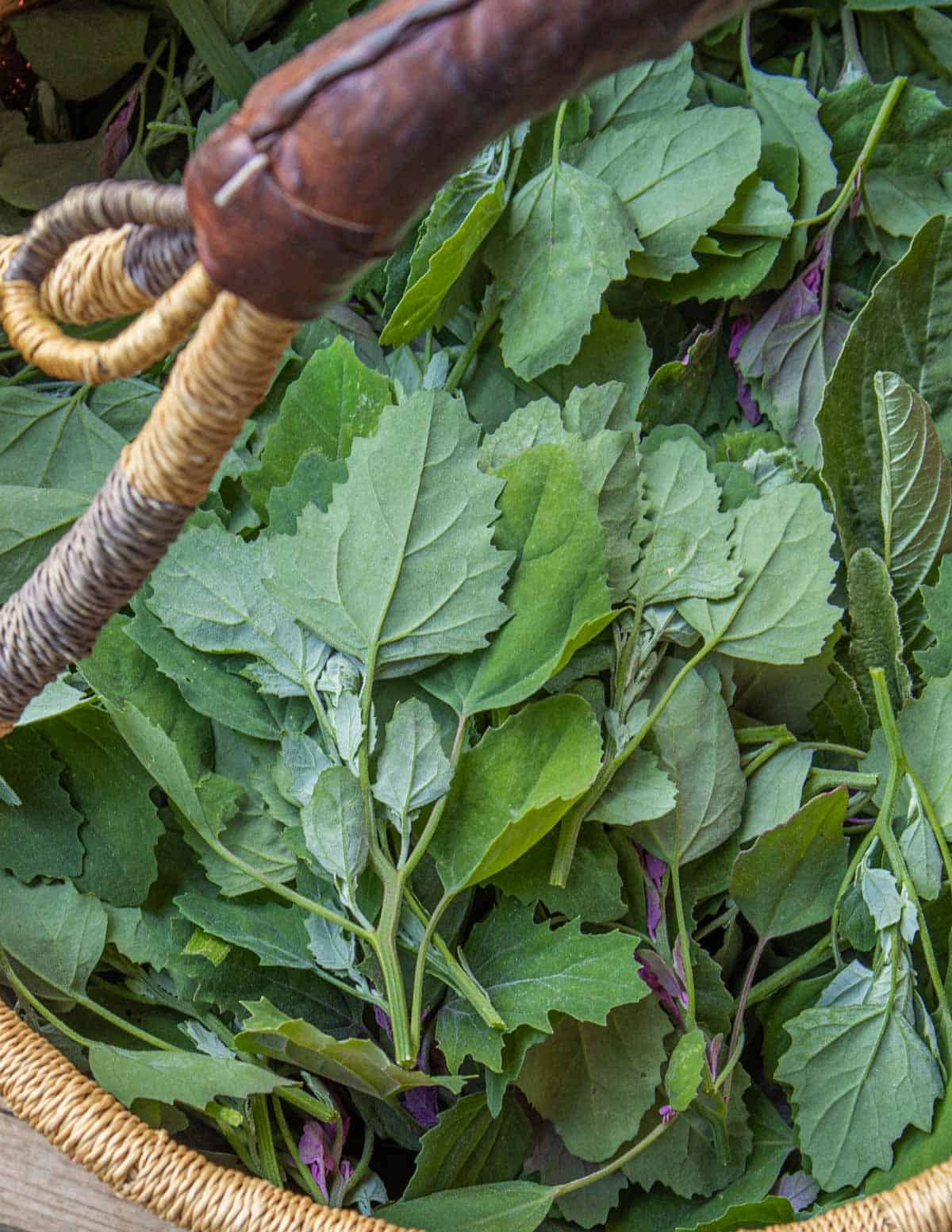A basket of fresh lambsquarters ready to cook.