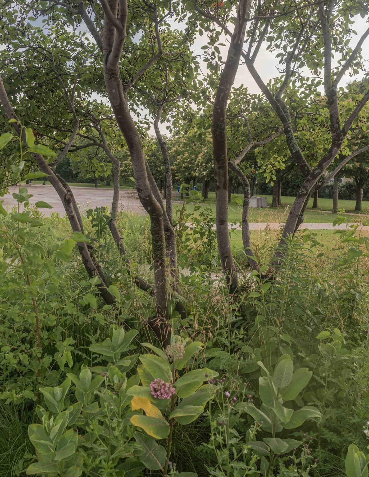 A closeup image of the clustering trunks of a serviceberry shrub growing in a parking lot.
