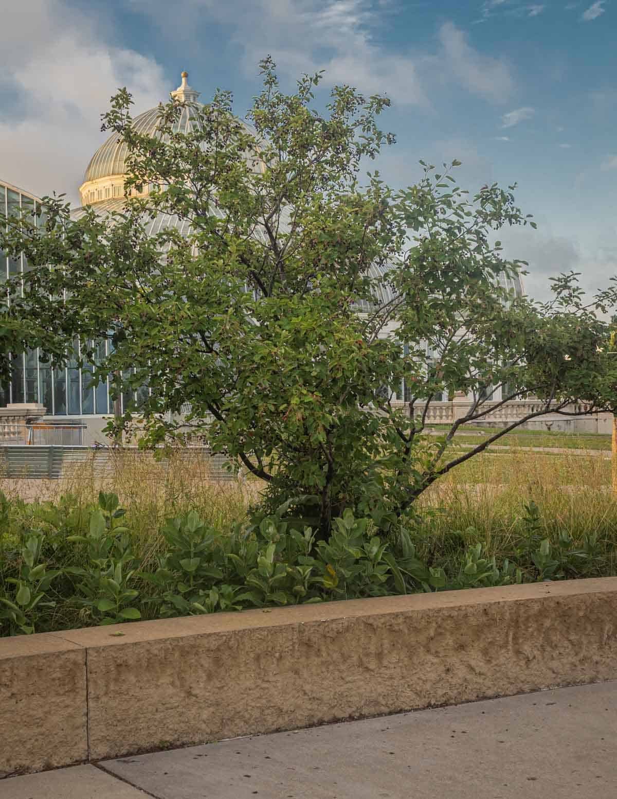 A western serviceberry tree planted as an ornamental at the Como Zoo in St. Paul.