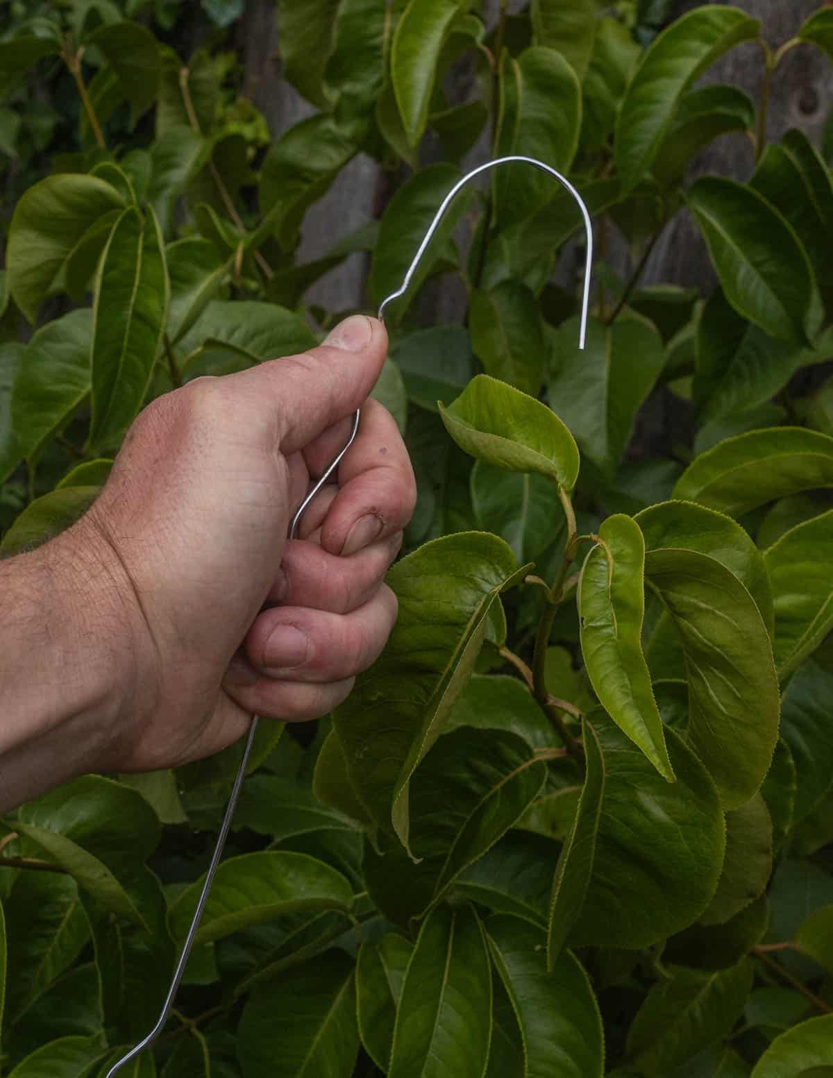 A hand holding an unraveled wire coat hanger used as a fruit hook to harvest serviceberries.