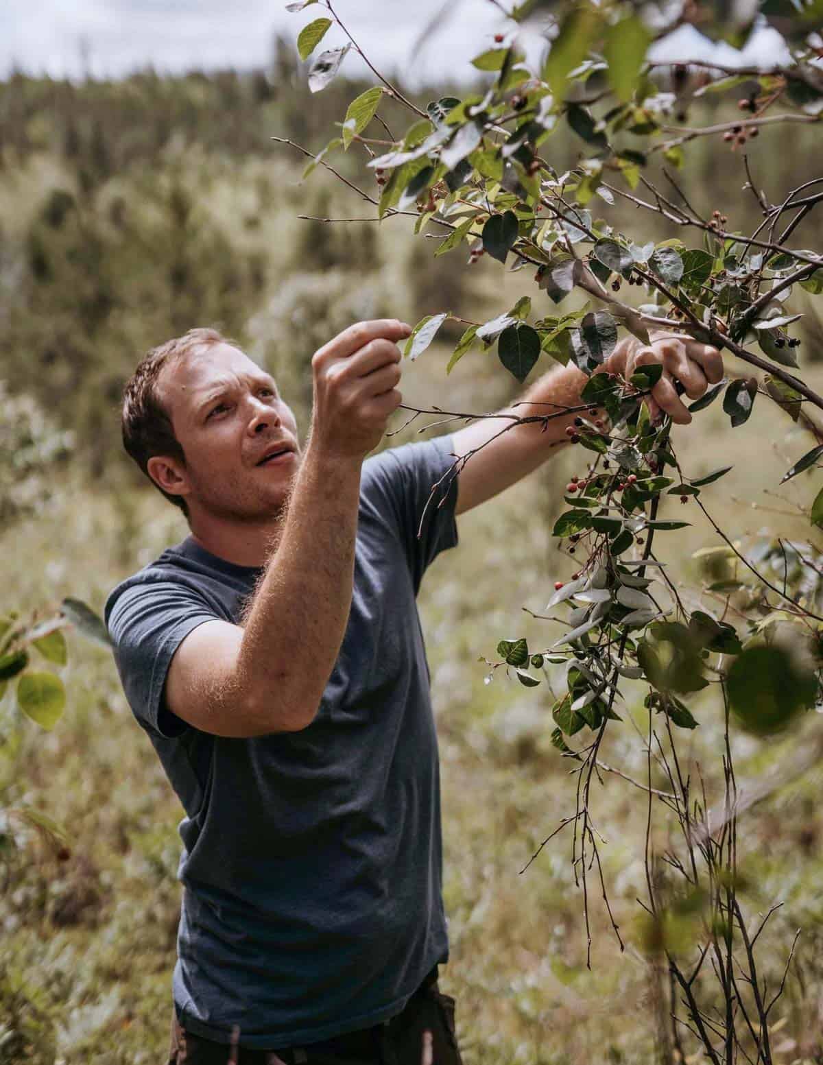Forager Chef Alan Bergo harvesting serviceberries near the south shore of Lake Superior in late July. Image by Andy Berndt photography.