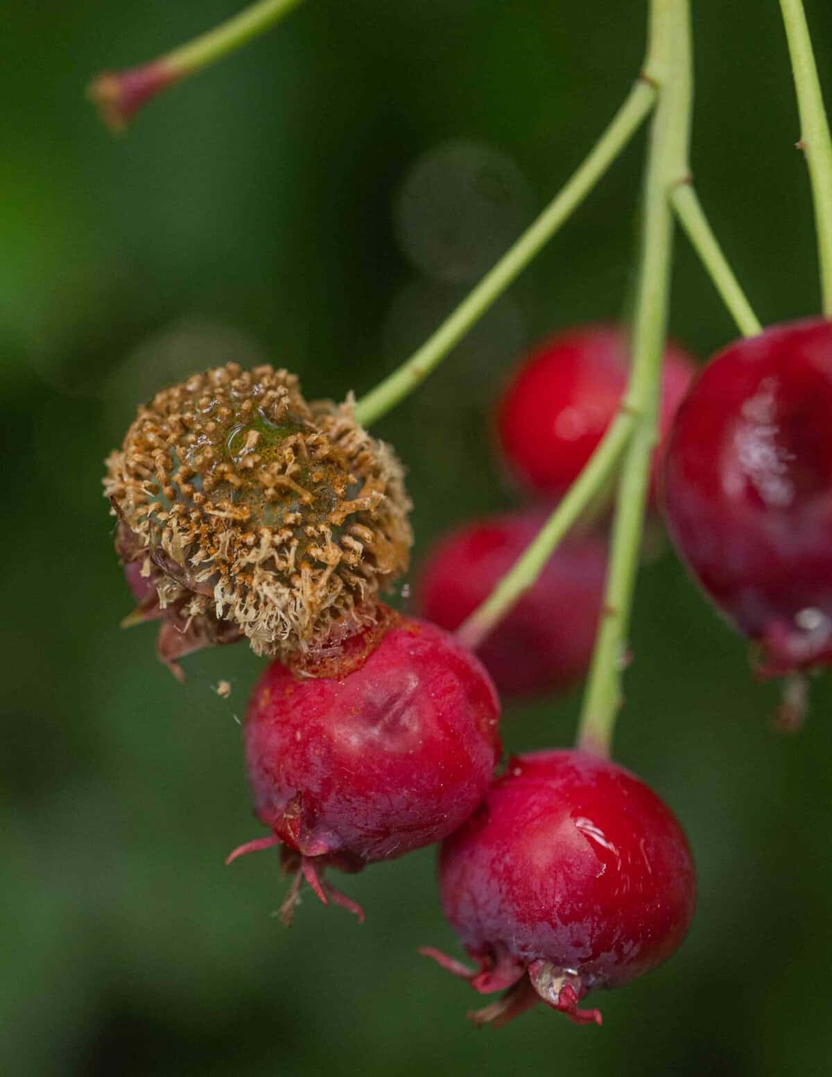 A close up image of serviceberries or juneberries affected by rust fungus showing the mishappen blossom end that looks like a sea anemone.