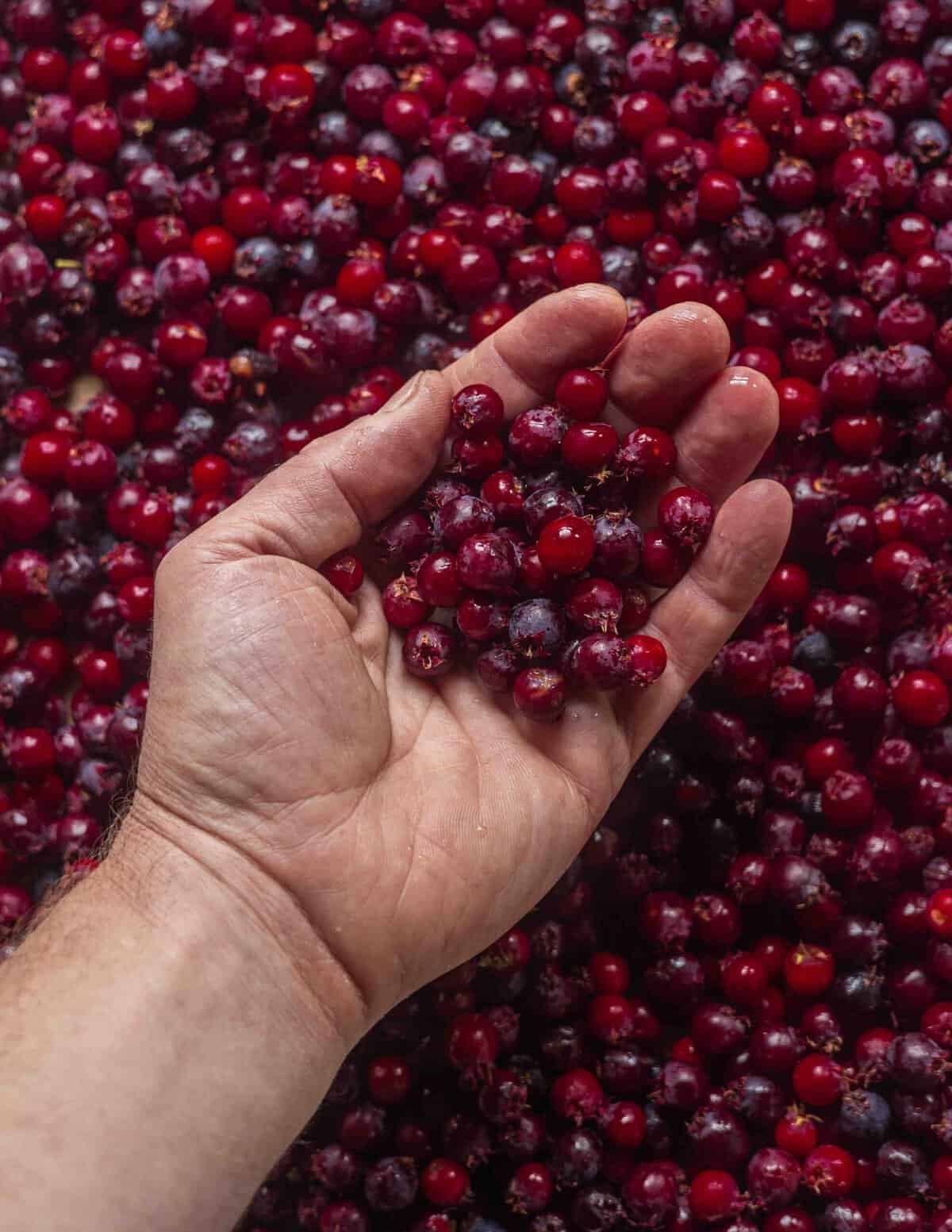 A hand holding ripe serviceberries or juneberries showing the color variation from purple to dark red.