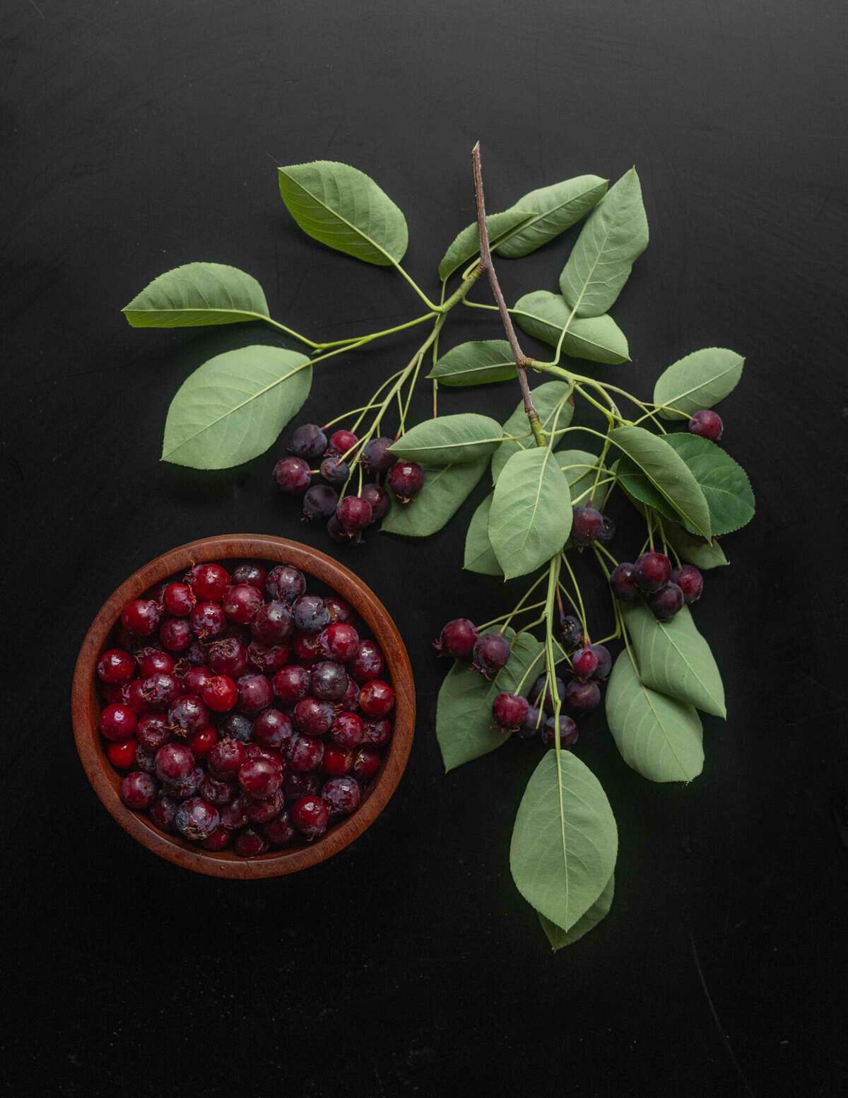 A branch of western serviceberry with ripe fruit next to a bowl of ripe juneberries on a black background.