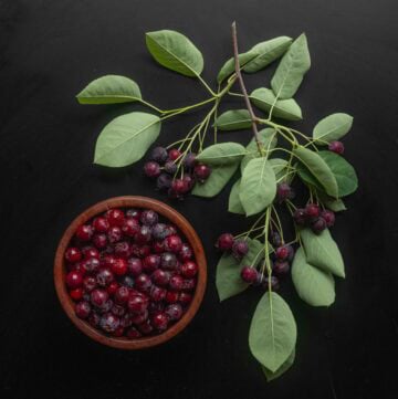 A bowl of ripe western serviceberries (Amelanchier alnifolia) next to a branch of ripe fruit.