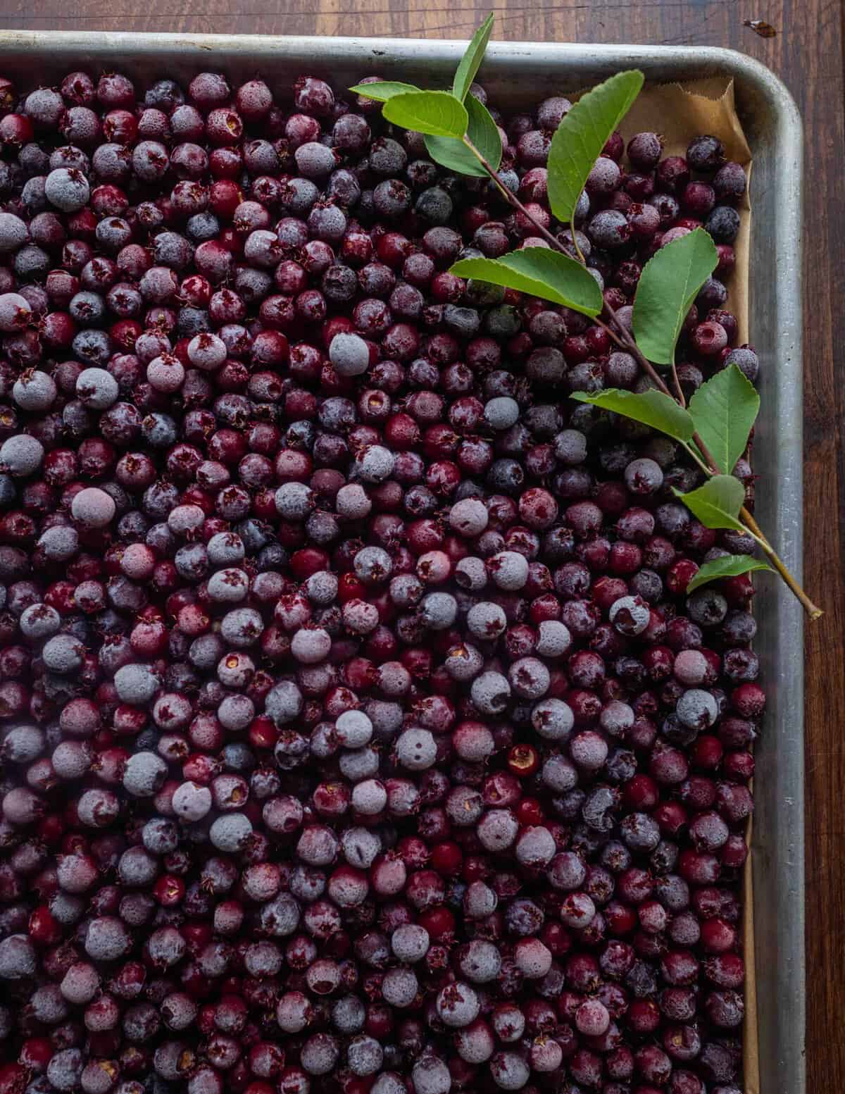 A baking sheet filled with ripe serviceberries that have been frozen with a serviceberry leaf in the corner.