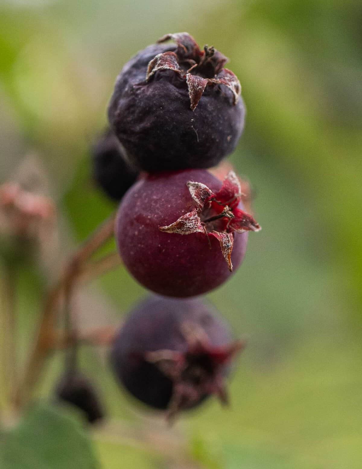 A close up image of ripe shadbush or juneberry fruit showing the persistent 5-pointed calyx.