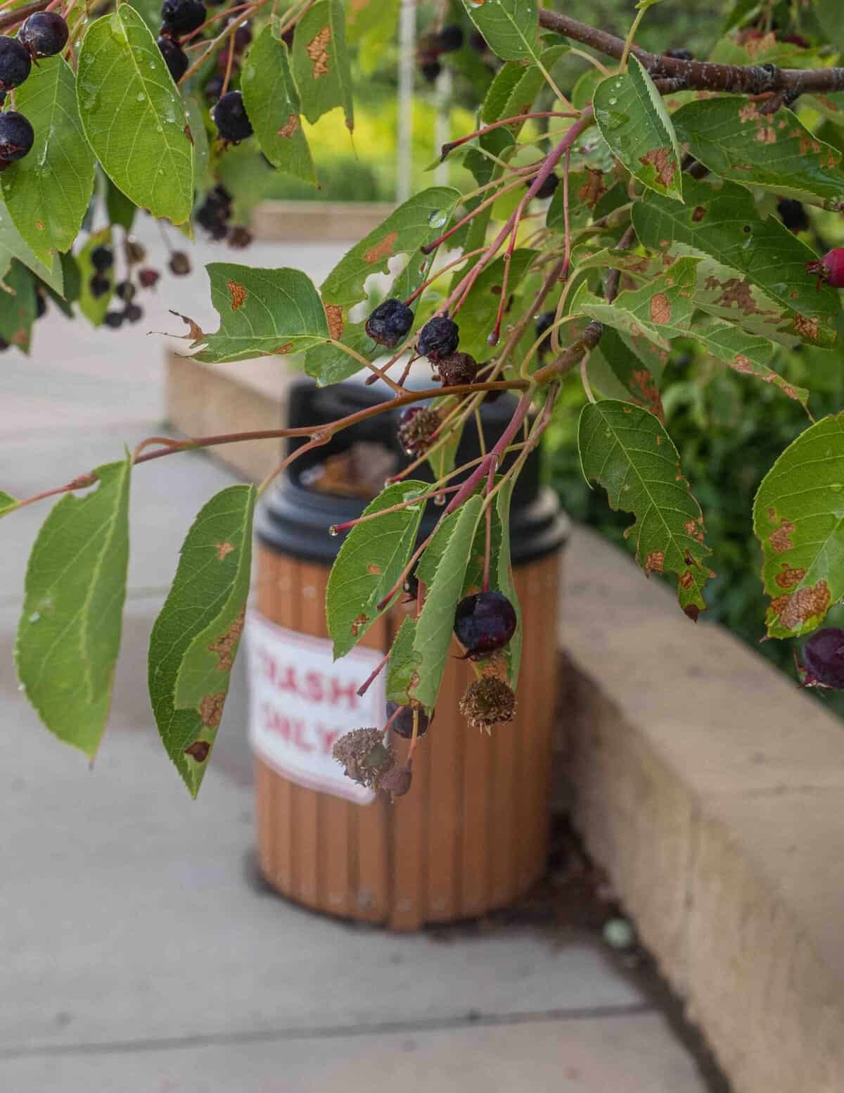 A close up image of a serviceberry branch and fruit afflicted by cedar apple rust, with a garbage can in the background.