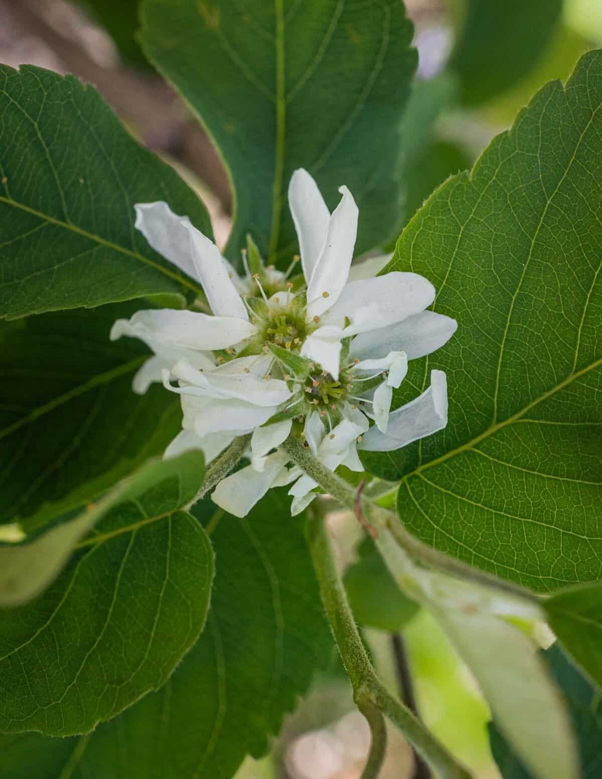 A close up image of serviceberry flowers in the spring.