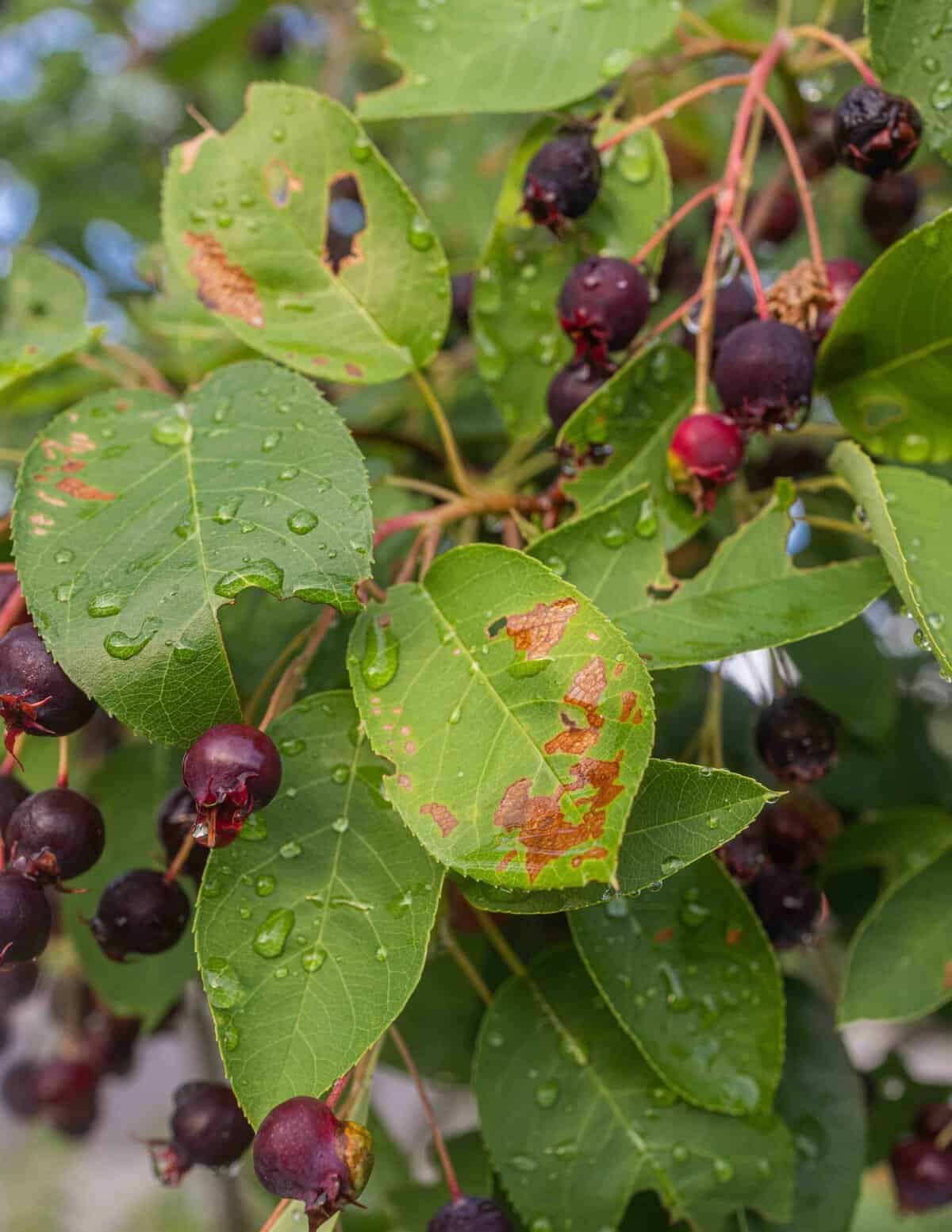 A close up image of an Amelanchier plant with ripe fruit showing the discolored leaves and shriveled fruit due to cedar apple rust.