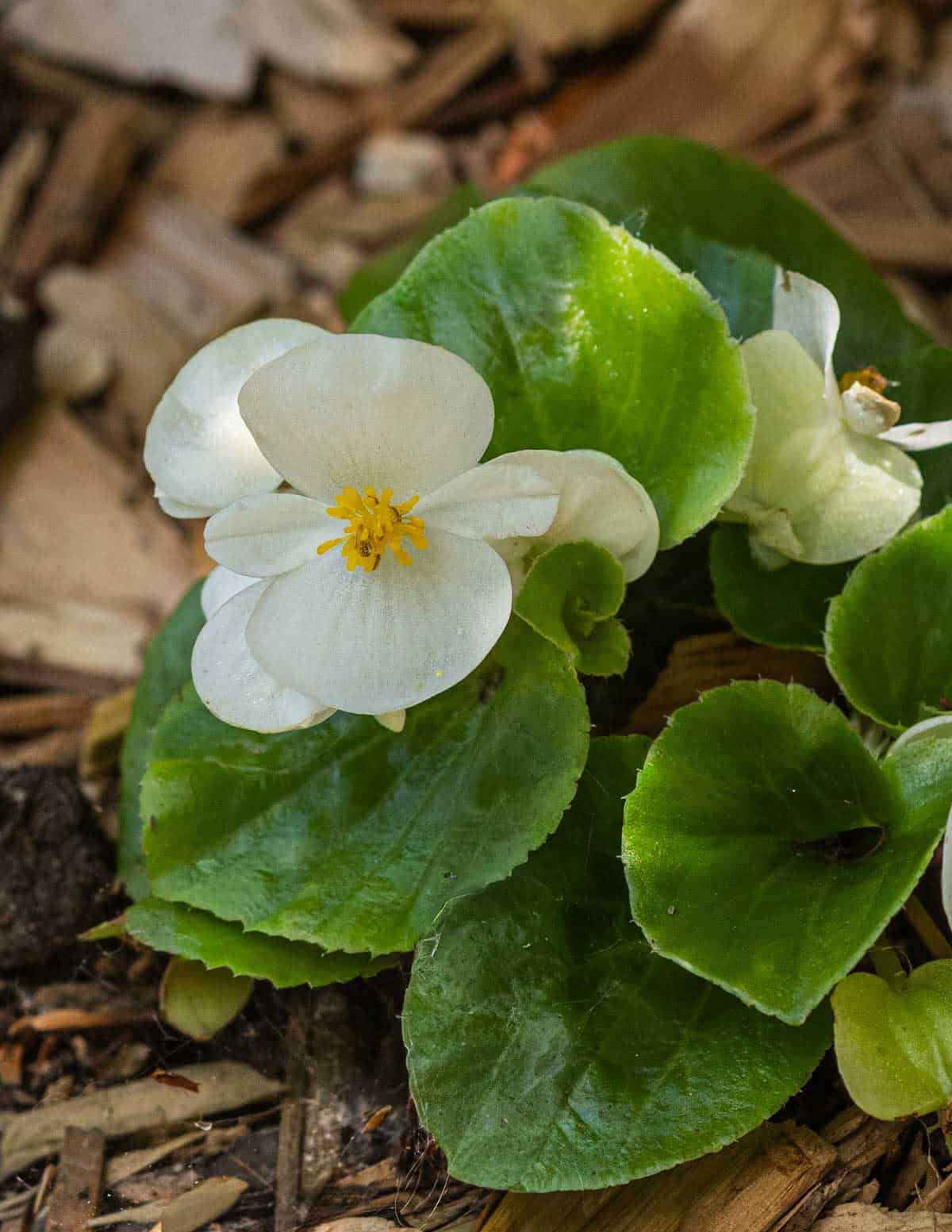 A close up image of a white wax begonia, begonia semperflorens.