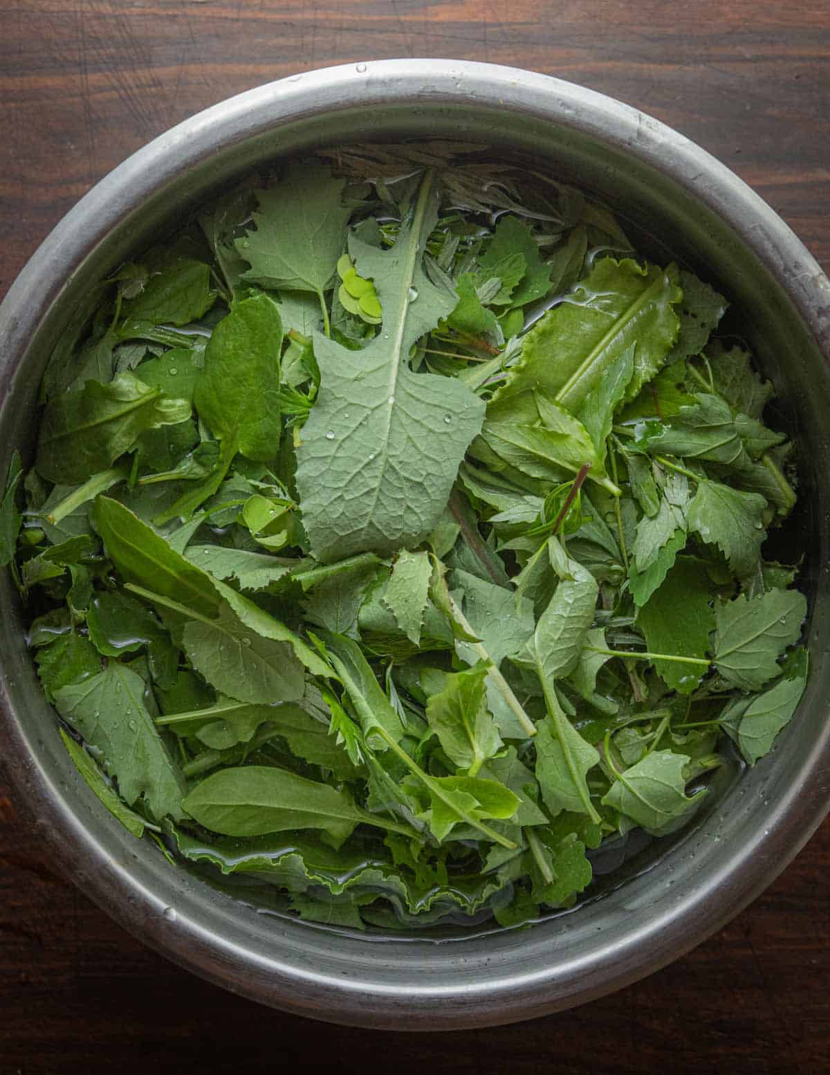 Freshly picked salad greens soaking in a bowl of ice water: sow thistle, lambsquarters, chickweed, mugwort and dock leaves.