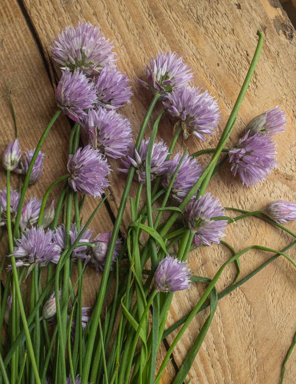 Fresh chive blossoms on a wood background.