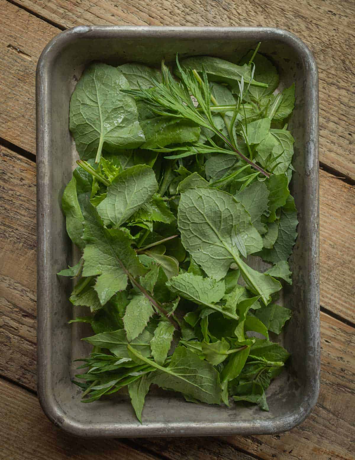 A tray of fresh greens for an Italian style wild greens salad, including sow thistle, chickweed, mugwort tips,