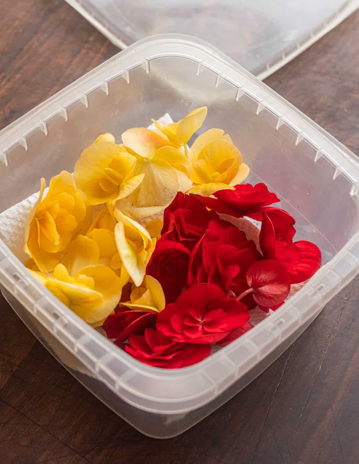 A plastic food container filled with begonia flowers that will be refrigerated to keep them fresh.