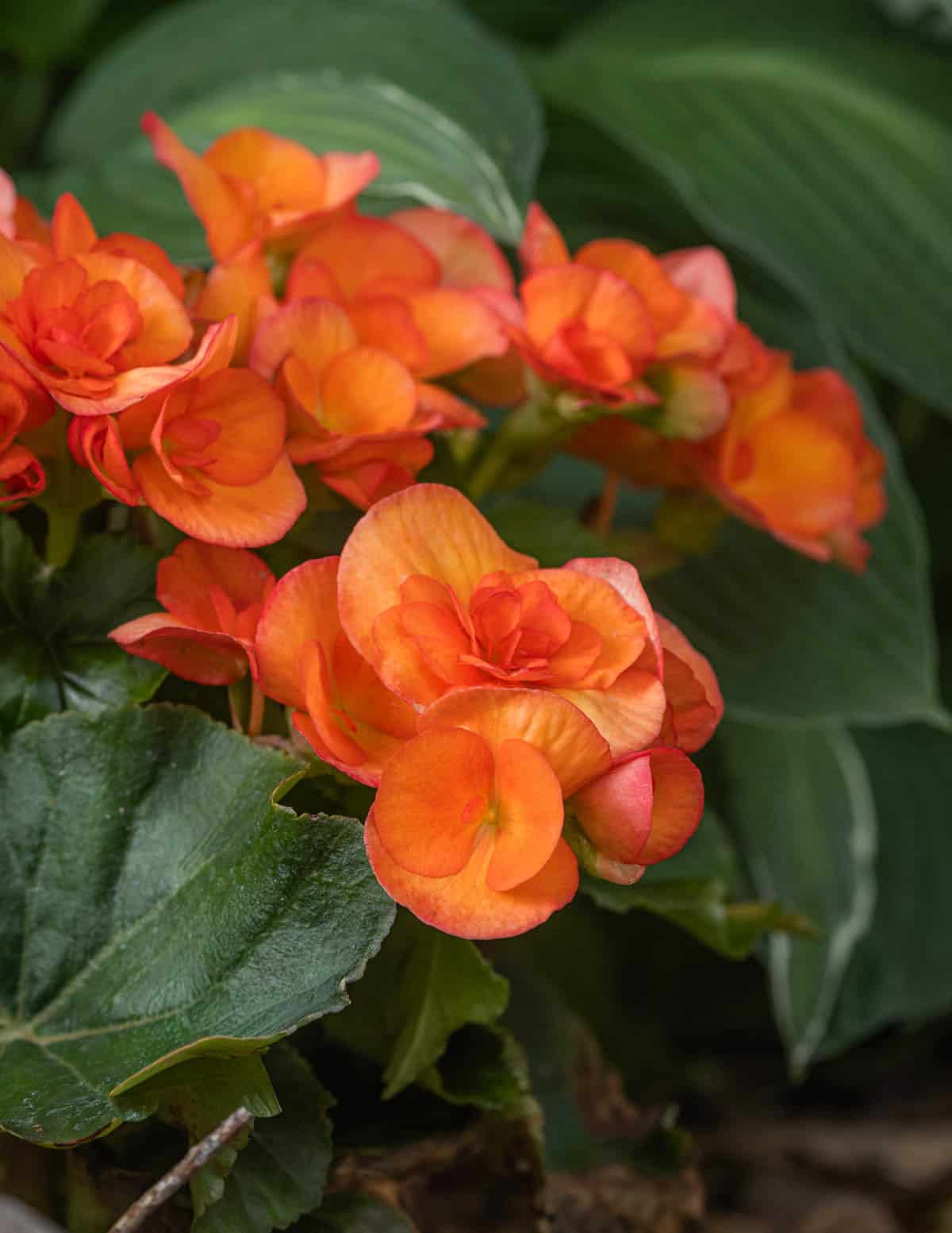 Orange tuberous begonia flowers growing in a garden.