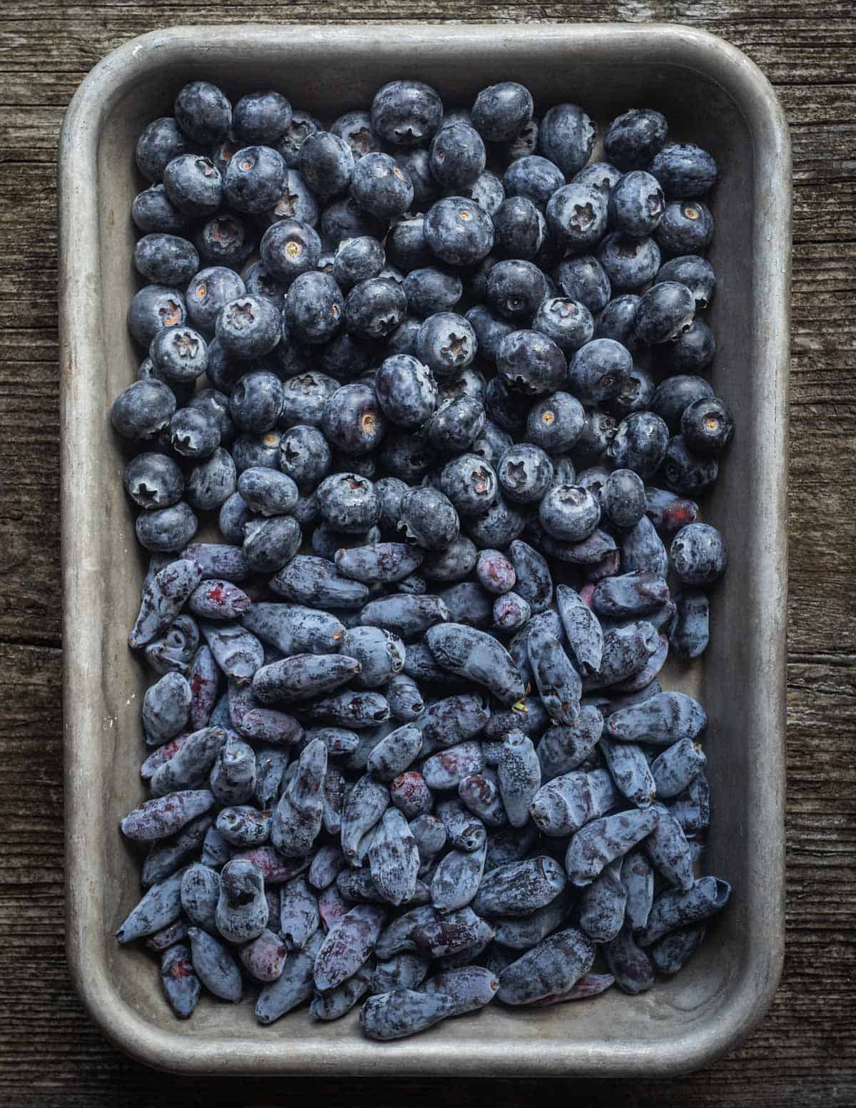 A top-down image of a baking sheet filled with fresh haskap berries shown next to conventional blueberries for size comparison.