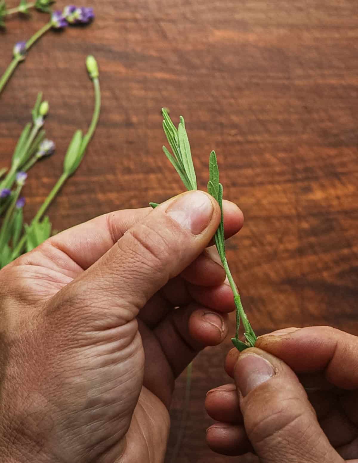 Removing herb leaves from stems of lavender.