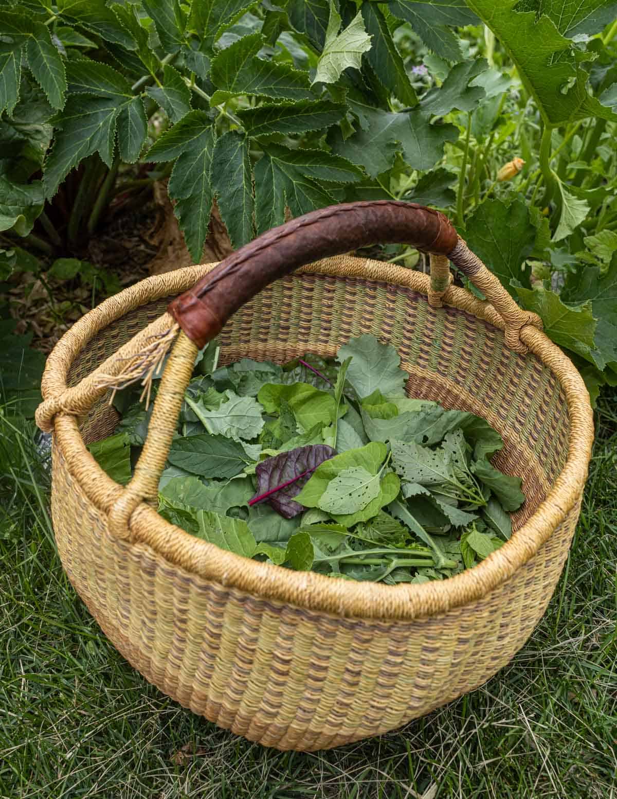 A large woven basket filled with a variety of wild greens from a garden in the background.
