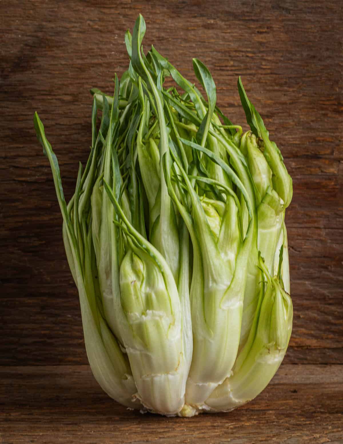 A bulb of Italian puntarelle chicory against a wood background showing the enlarged bulb of the plant.