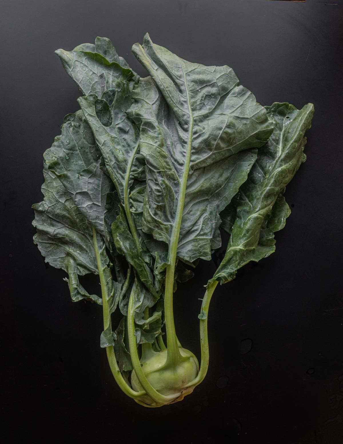 A whole green kohlrabi from the farmers market with attached leaves on a black background.